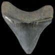 Serrated, Fossil Megalodon Tooth - Georgia #68085-1